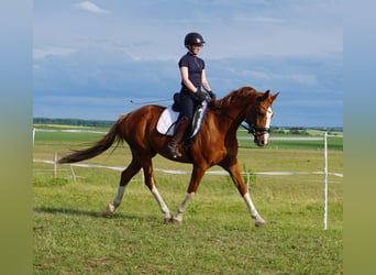 Westphalian, Gelding, 11 years, 16 hh, Chestnut-Red