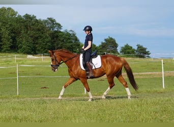 Westphalian, Gelding, 11 years, 16 hh, Chestnut-Red