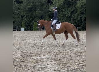 Westphalian, Gelding, 11 years, 16 hh, Chestnut-Red