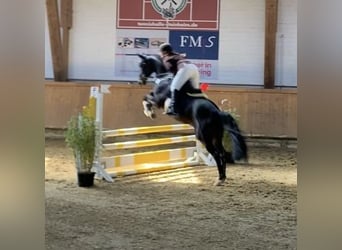 Westphalian, Gelding, 11 years, 16,1 hh, Bay-Dark