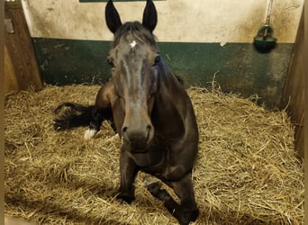 Westphalian, Gelding, 11 years, 16,1 hh, Bay-Dark