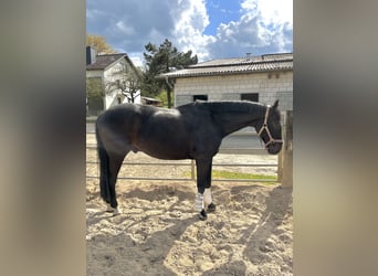 Westphalian, Gelding, 11 years, 16,1 hh, Bay-Dark