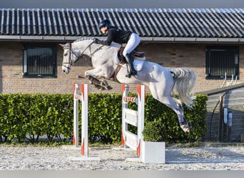 Westphalian, Gelding, 11 years, 16,1 hh, Grey