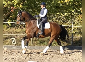 Westphalian, Gelding, 11 years, 16,2 hh, Brown