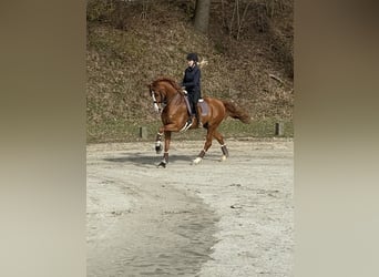 Westphalian, Gelding, 11 years, 16,2 hh, Chestnut-Red