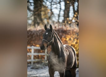 Westphalian, Gelding, 11 years, 16,3 hh, Brown