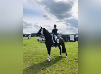 Westphalian, Gelding, 11 years, 16,3 hh, Brown