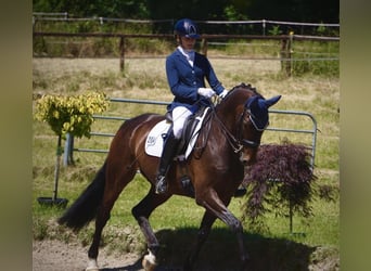 Westphalian, Gelding, 11 years, 16,3 hh, Brown