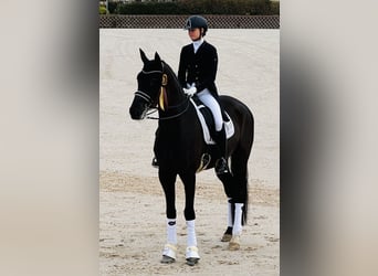 Westphalian, Gelding, 11 years, 17 hh, Black