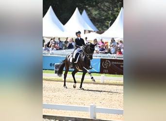 Westphalian, Gelding, 11 years, 17 hh, Black