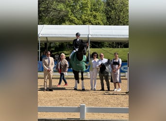 Westphalian, Gelding, 11 years, 17 hh, Black