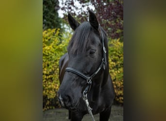 Westphalian, Gelding, 11 years, 17 hh, Black