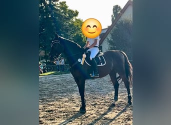 Westphalian, Gelding, 11 years, 17 hh, Brown