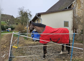 Westphalian, Gelding, 11 years, 17 hh, Brown