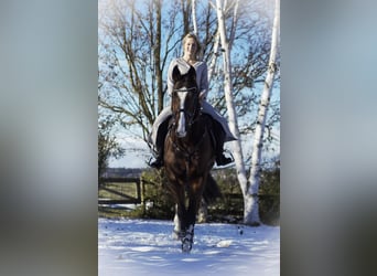 Westphalian, Gelding, 11 years, 17 hh, Brown