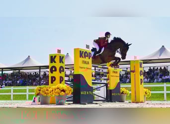 Westphalian, Gelding, 11 years, 17 hh, Brown