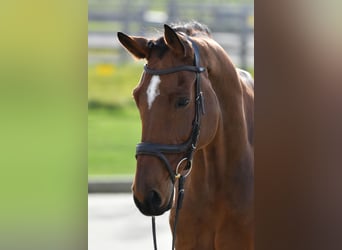 Westphalian, Gelding, 11 years, 17 hh, Brown