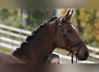 Westphalian, Gelding, 11 years, 17 hh, Brown