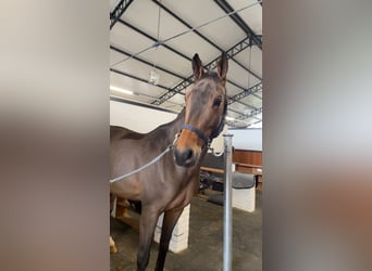 Westphalian, Gelding, 11 years, 17 hh, Brown