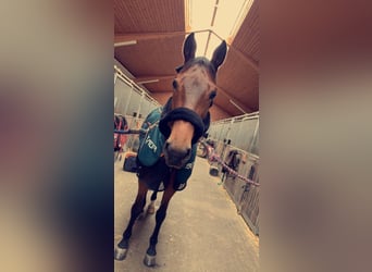 Westphalian, Gelding, 11 years, 17 hh, Brown