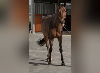 Westphalian, Gelding, 11 years, 17 hh, Brown