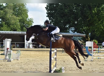 Westphalian, Gelding, 11 years, 17 hh, Brown