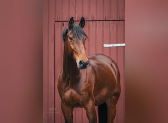 Westphalian, Gelding, 12 years, 15,2 hh, Brown