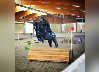 Westphalian, Gelding, 12 years, 16.1 hh, Black