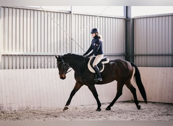Westphalian, Gelding, 12 years, 16.1 hh, Brown