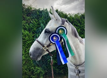 Westphalian, Gelding, 12 years, 16,1 hh, Gray