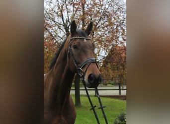 Westphalian, Gelding, 12 years, 16,2 hh, Brown-Light