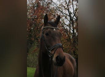 Westphalian, Gelding, 12 years, 16,2 hh, Brown-Light