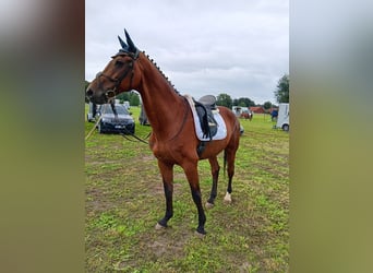 Westphalian, Gelding, 12 years, 16,2 hh, Brown-Light