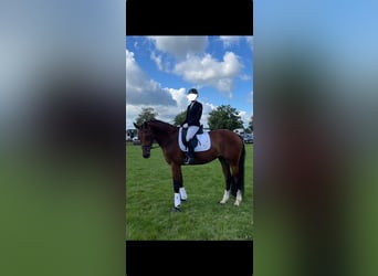 Westphalian, Gelding, 12 years, 16.2 hh, Brown