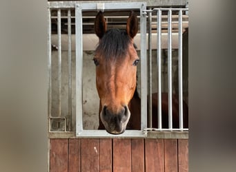 Westphalian, Gelding, 12 years, 16.2 hh, Brown