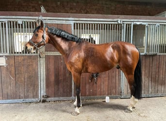Westphalian, Gelding, 12 years, 16.2 hh, Brown
