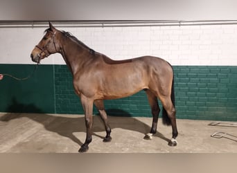 Westphalian, Gelding, 12 years, 16,2 hh, Brown