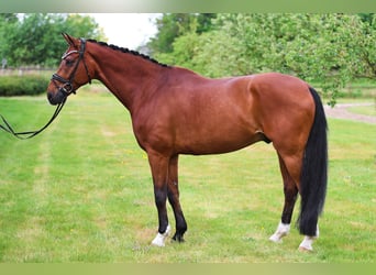Westphalian, Gelding, 12 years, 16.3 hh, Brown