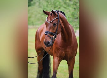 Westphalian, Gelding, 12 years, 16.3 hh, Brown