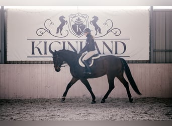 Westphalian, Gelding, 12 years, 16,1 hh, Bay