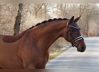 Westphalian, Gelding, 12 years, 16,2 hh, Brown