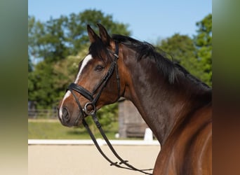 Westphalian, Gelding, 12 years, 17,1 hh, Bay-Dark