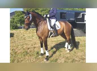 Westphalian, Gelding, 12 years, 17,1 hh, Bay