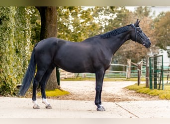 Westphalian, Gelding, 12 years, 17.1 hh, Black