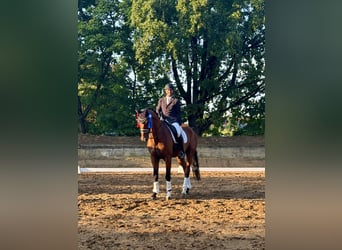 Westphalian, Gelding, 12 years, 17,1 hh, Brown