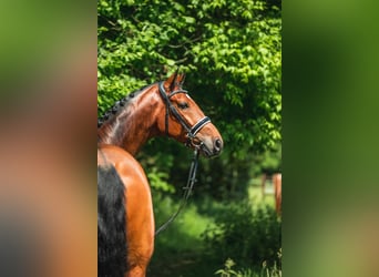 Westphalian, Gelding, 12 years, 17,1 hh, Brown