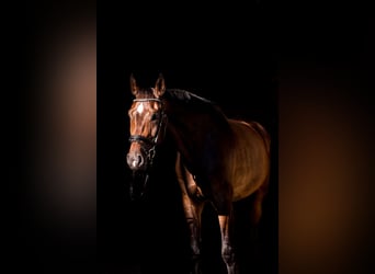 Westphalian, Gelding, 12 years, 17 hh, Bay-Dark