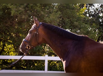 Westphalian, Gelding, 12 years, 17 hh, Bay-Dark