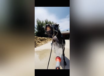 Westphalian, Gelding, 12 years, 17 hh, Bay-Dark