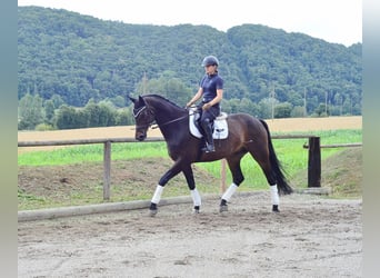 Westphalian, Gelding, 12 years, 17 hh, Brown